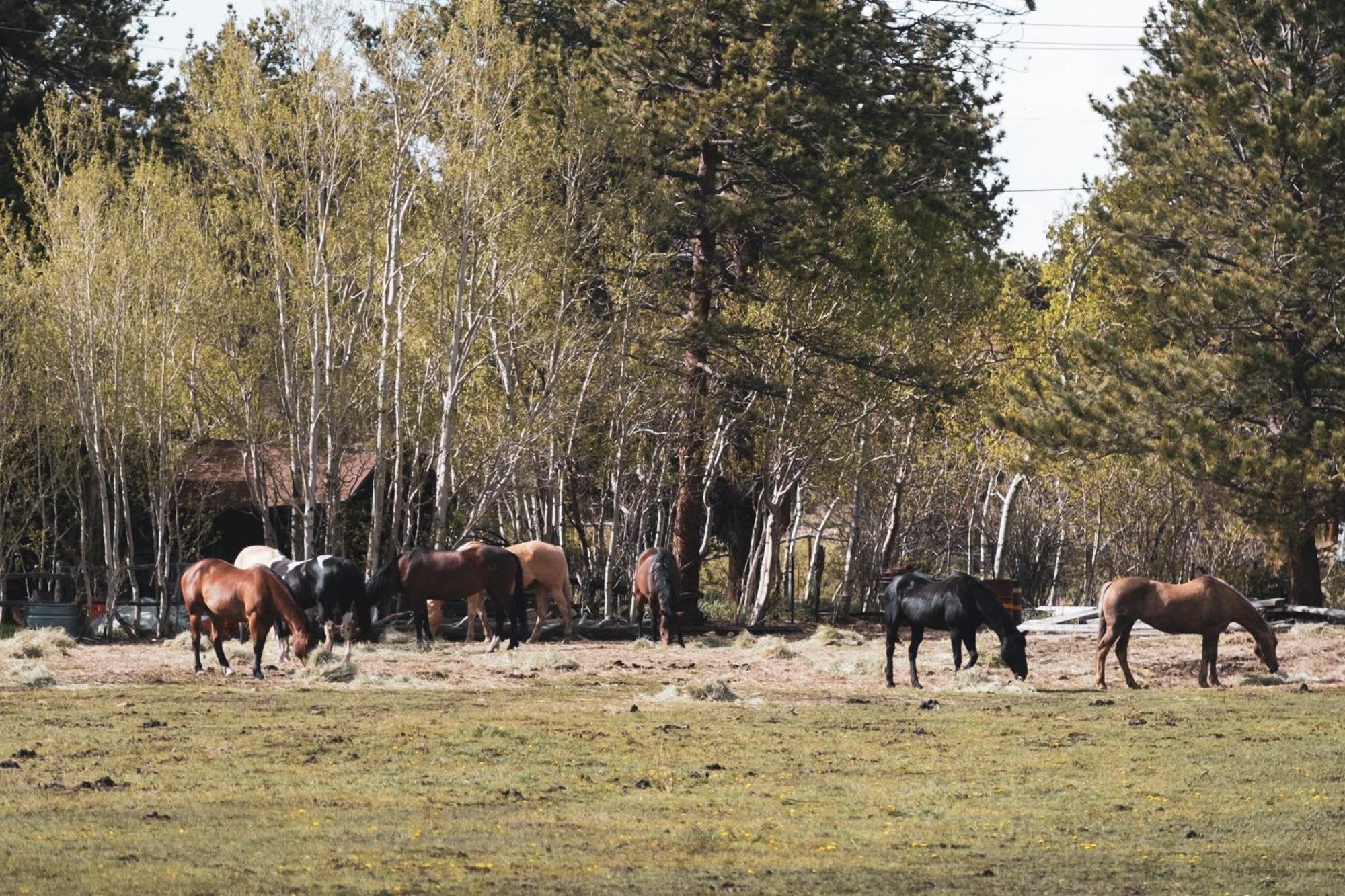 The Meeker Park Lodge Allenspark Екстериор снимка